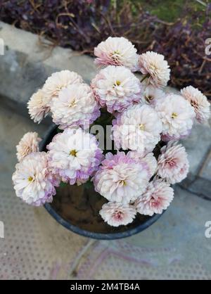 crisantemo bianco e rosa nel giardino Foto Stock