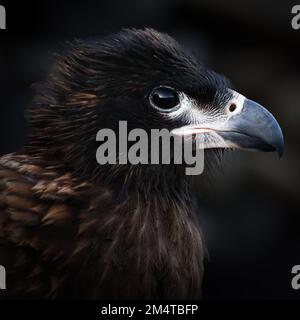 Caracara striata (Phalcoboenus australis) ritratto estremo ravvicinato. Falklands. Foto Stock