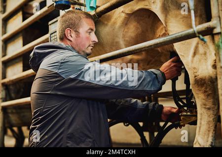 Supervisionando il processo di mungitura. un agricoltore maschio che munga le mucche in una fattoria casearia. Foto Stock