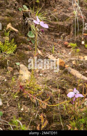 Pianta singola con fiore rosa di Drosera cistiflora, pianta carnivora, vista laterale Foto Stock