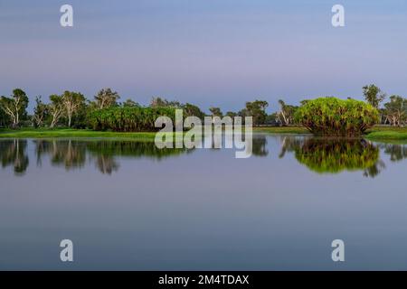 Famosa acqua gialla nel Parco Nazionale di Kakadu. Foto Stock