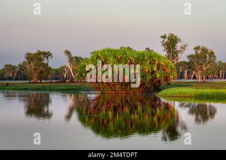 Famosa acqua gialla nel Parco Nazionale di Kakadu. Foto Stock