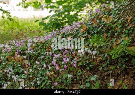 Fiori di ciclamino rosa e bianco fioriscono all'ombra di un vecchio albero in un bosco dell'Hampshire. Foto Stock