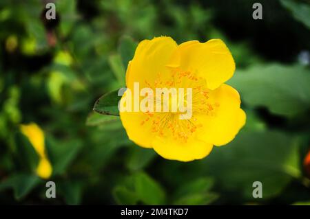 Fiore giallo su un prato verde in primo piano con bokeh. Fiori foto dalla natura Foto Stock