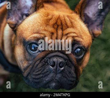 Bulldog francese rosso fawn guardando la telecamera Foto Stock