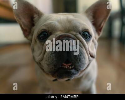 Bulldog francese all'interno di una casa che guarda la telecamera Foto Stock