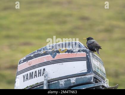 Starling (Sturnus vulgaris) seduto sul vecchio fuoribordo, Vidlin, East Mainland, Shetland Foto Stock