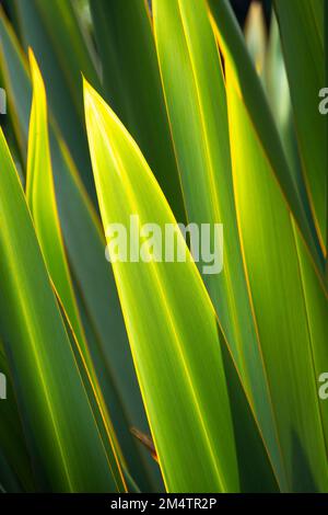 Foglie di lino, Otari Wilton Bush, Wellington, North Island, Nuova Zelanda Foto Stock