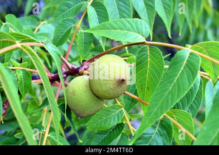 Juglans nigra, il noce nero orientale americano con frutta Foto Stock