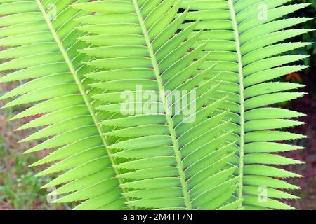 Il dioon gigante foglie (Dioon spinulosum) nativo del Messico Foto Stock