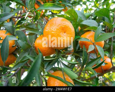 Gruppo di tangerini aranciati appesi su un albero in una toppa vegetale Foto Stock