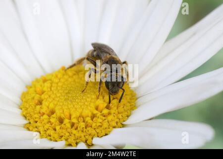 Primo piano naturale su una piccola ape del solco, Lasioglossum calceatum bere nettare da un fiore comune margherita, Bellis perennis Foto Stock