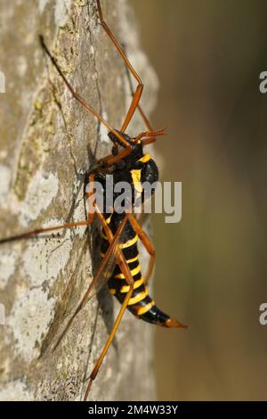 Primo piano naturale di una gru a mosca colorata, Ctenophora flaveolata, seduta su un tronco d'albero Foto Stock