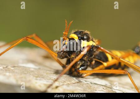 Primo piano naturale di una gru a mosca colorata, Ctenophora flaveolata, seduta su un tronco d'albero Foto Stock