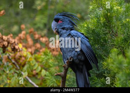 Un colpo selettivo di palma cockatoo (Probosciger aterrimus) Foto Stock