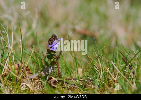 Primo piano naturale su un singolo isolato fiore viola Glechoma hederacea in una prateria Foto Stock