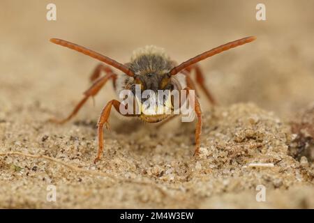 Primo piano naturale su un piccolo bianco-jawed giallo-faccia ape, Hylaeus confusus seduta su una margherita comune, Bellis perennis Foto Stock