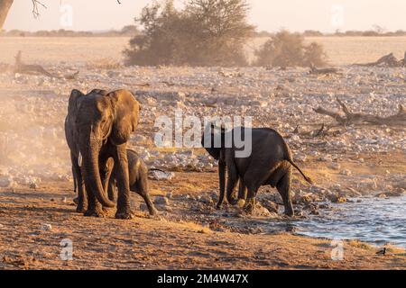Un gruppo di elefanti in piedi accanto ad una buca d'acqua nel Parco Nazionale di Etosha, Namibia. Foto Stock