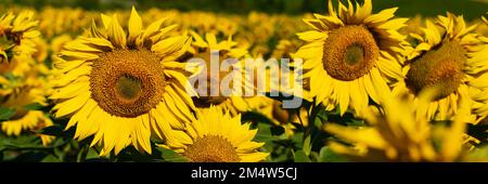 banner girasoli. Bellissimo paesaggio con girasoli. Molti fiori. Foto Stock