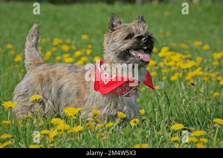 Cairn Terrier con bandana in piedi in un prato di fiori Foto Stock