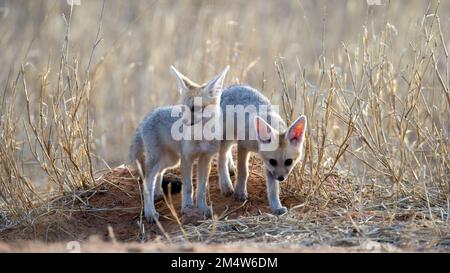 Cape Fox (Vulpes chama) Kgalagadi Transfrontier Park, Sudafrica Foto Stock