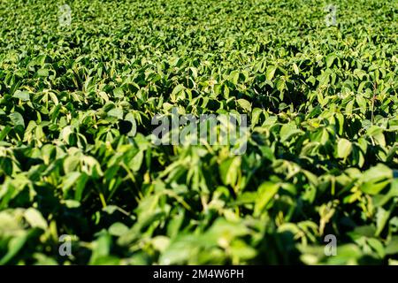 Soia cresce su un campo di fattoria. Sfondo verde. Foto Stock