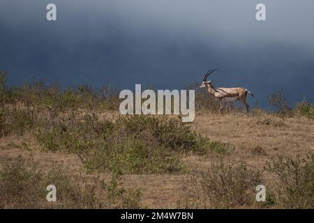 La gazzella di Grant (Nanger granti) è una specie di gazzella distribuita dalla Tanzania settentrionale al Sudan meridionale e all'Etiopia, e dalla costa keniota a L. Foto Stock