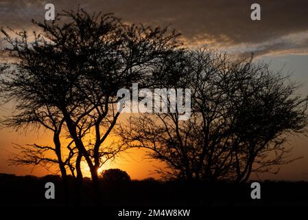African Sunset un ombrello di acacia spelata dal sole tramontato fotografato al Parco Nazionale di Serengeti, Tanzania Foto Stock