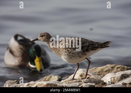 Ruff Bird (Calidris pugnax) in piedi su una roccia con un Mallard (Anas platyrhynchos) sullo sfondo. Foto Stock