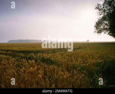 Vista NE sopra il sito scavato di Hayling Island Romano-Celtic tempio, Hampshire, Inghilterra, Regno Unito, in un campo di grano tra Stoke e North Hayling. Foto Stock