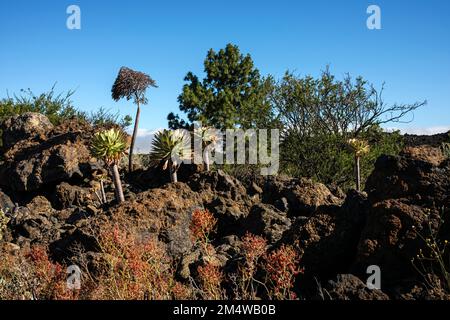 Aeonium piante succulente che crescono su rocce nel paesaggio vulcanico vicino a Chinyero, Tenerife, Isole Canarie, Spagna Foto Stock