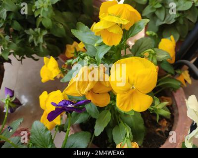 Pianta fioritura - padella da giardino. Nome scientifico - Viola tricolore var. hortensis. Colore: Giallo. Foto Stock