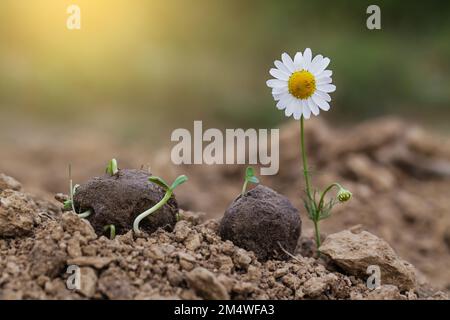 Giardinaggio della guerriglia. Le piante di fiore selvatico di camomilla germogliano da una sfera di seme. Bombe di seme su suolo asciutto Foto Stock