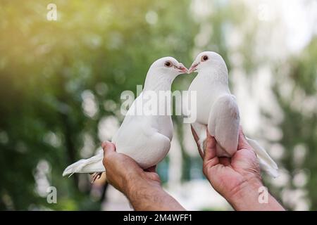 Due amorosi piccioni bianchi in mani maschili su fondo verde naturale Foto Stock