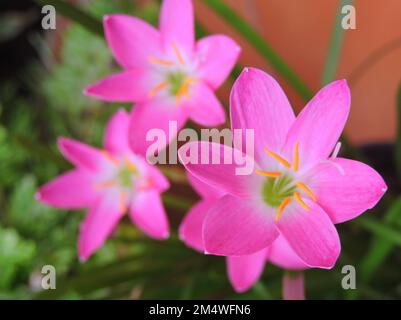 Il roseo di Zephyranthes, comunemente conosciuto come il zephyrlily cubano, il giglio di pioggia roseo, il giglio di fata di rosa, il giglio di zephyr di rosa o il giglio di pioggia rosa. Foto Stock