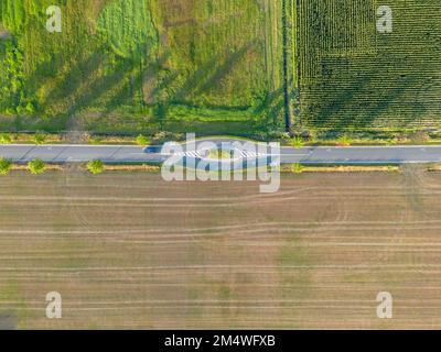 Vista panoramica dall'alto parti di diversi campi agricoli. Campo di mais giallo-verde e campi con altre piante agricole verdi. Strada sterrata tra i campi. Foto di alta qualità Foto Stock