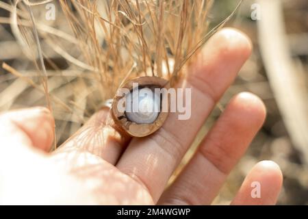 Primo piano donna che tiene la metà noce con la foto del concetto di conchiglia Foto Stock