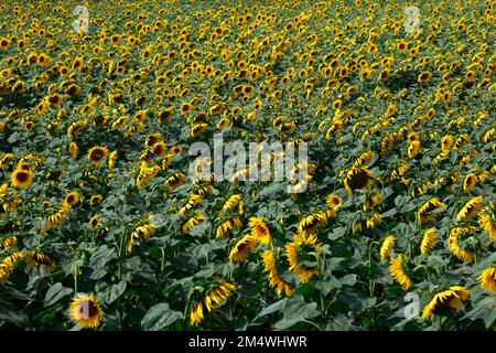 Campo di girasoli vicino a March Town; Cambridgeshire; Inghilterra; UK Foto Stock