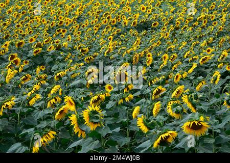 Campo di girasoli vicino a March Town; Cambridgeshire; Inghilterra; UK Foto Stock