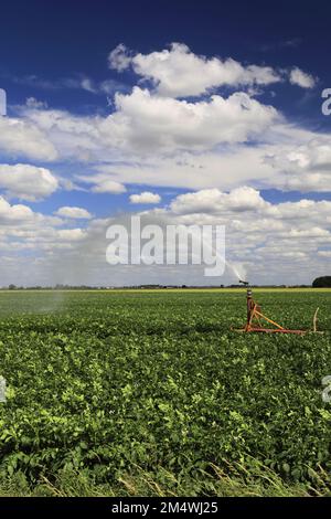 Un sistema di irrigazione delle colture vicino a Wisbech Town; Fenland; Cambridgeshire; Inghilterra; UK Foto Stock