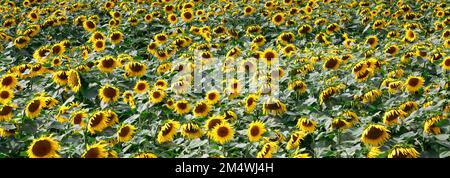 Campo di girasoli vicino a March Town; Cambridgeshire; Inghilterra; UK Foto Stock