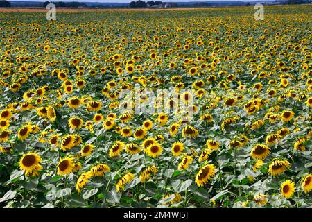 Campo di girasoli vicino a March Town; Cambridgeshire; Inghilterra; UK Foto Stock