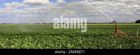 Un sistema di irrigazione delle colture vicino a Wisbech Town; Fenland; Cambridgeshire; Inghilterra; UK Foto Stock