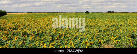 Campo di girasoli vicino a March Town; Cambridgeshire; Inghilterra; UK Foto Stock