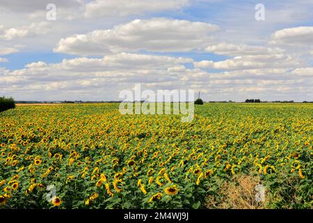 Campo di girasoli vicino a March Town; Cambridgeshire; Inghilterra; UK Foto Stock
