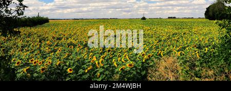 Campo di girasoli vicino a March Town; Cambridgeshire; Inghilterra; UK Foto Stock