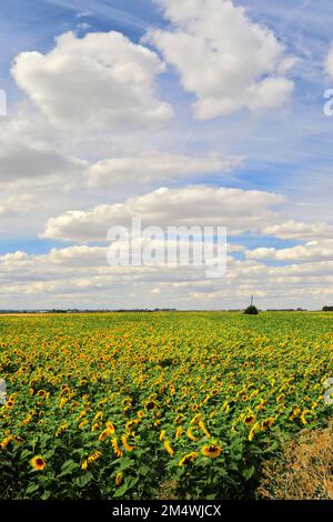 Campo di girasoli vicino a March Town; Cambridgeshire; Inghilterra; UK Foto Stock