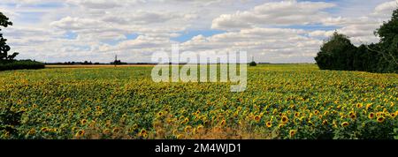 Campo di girasoli vicino a March Town; Cambridgeshire; Inghilterra; UK Foto Stock