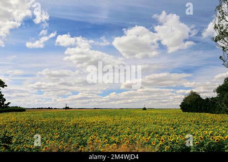 Campo di girasoli vicino a March Town; Cambridgeshire; Inghilterra; UK Foto Stock