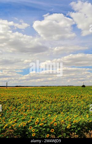 Campo di girasoli vicino a March Town; Cambridgeshire; Inghilterra; UK Foto Stock
